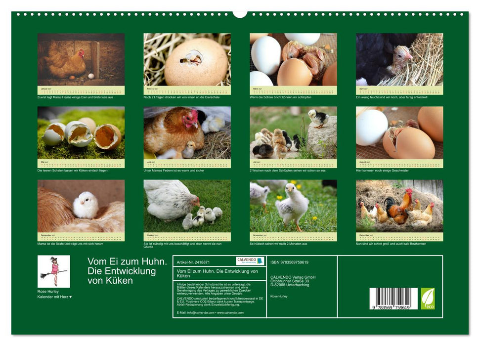Vom Ei zum Huhn. Die Entwicklung von Küken (CALVENDO Premium Wandkalender 2027)