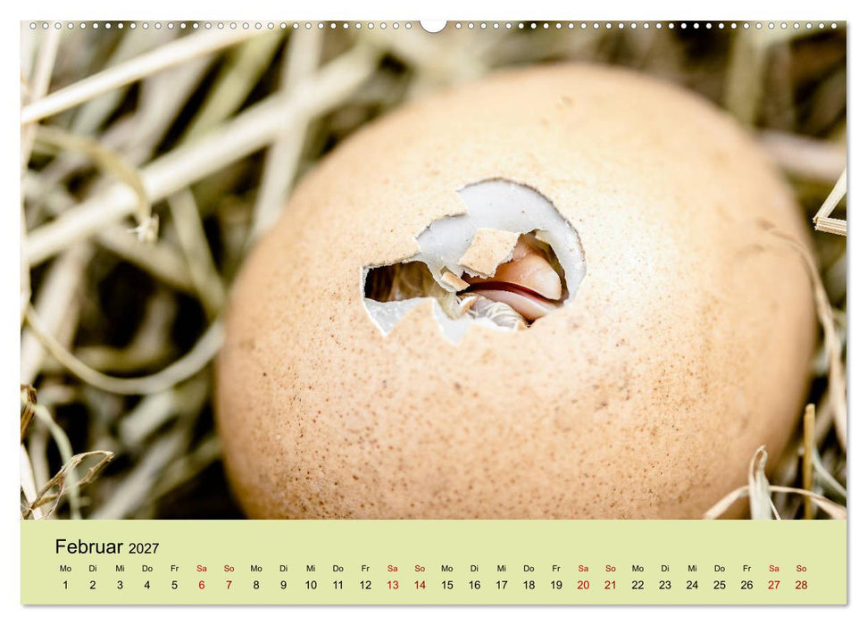 Vom Ei zum Huhn. Die Entwicklung von Küken (CALVENDO Premium Wandkalender 2027)