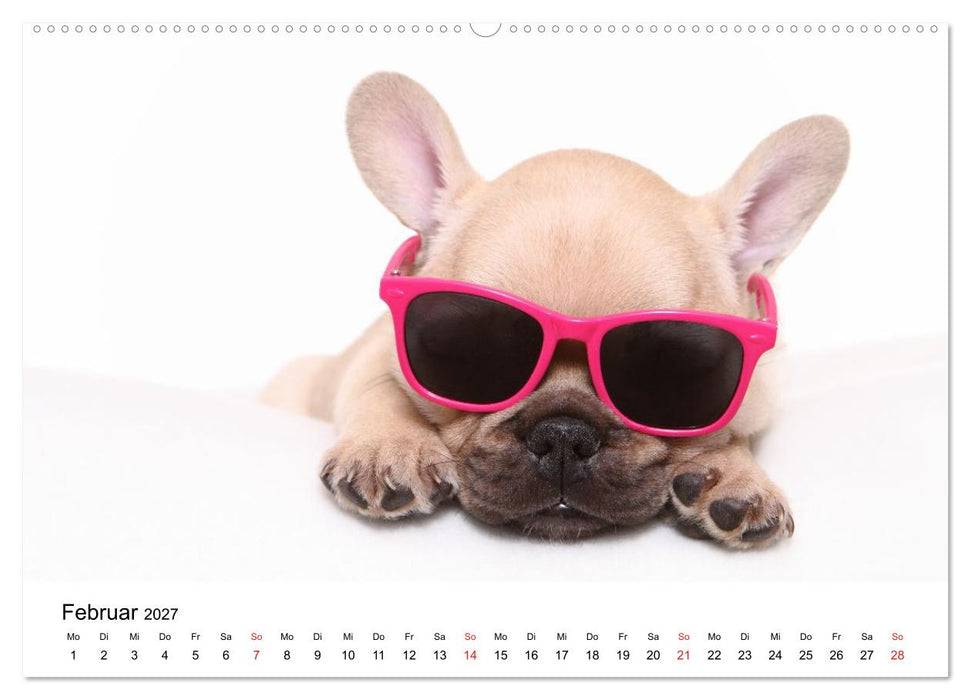 Funny Dogs (CALVENDO Wandkalender 2027)
