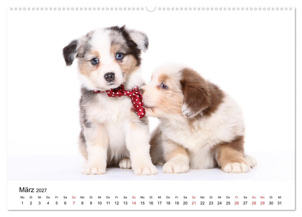 Funny Dogs (CALVENDO Wandkalender 2027)