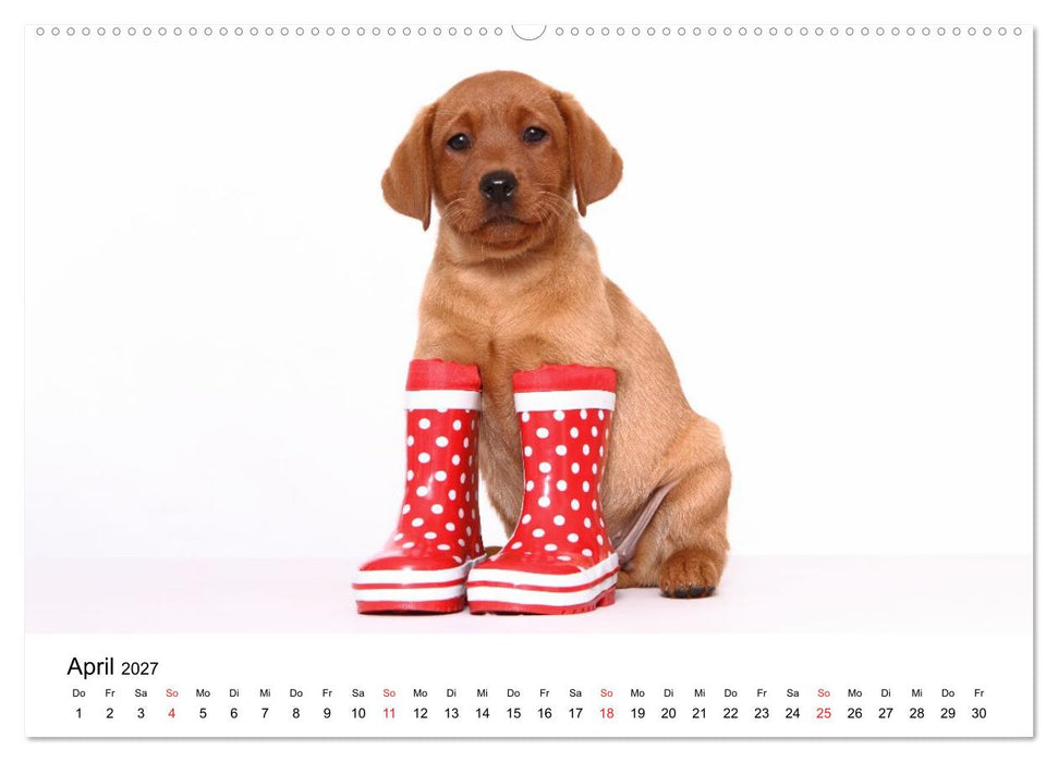 Funny Dogs (CALVENDO Wandkalender 2027)
