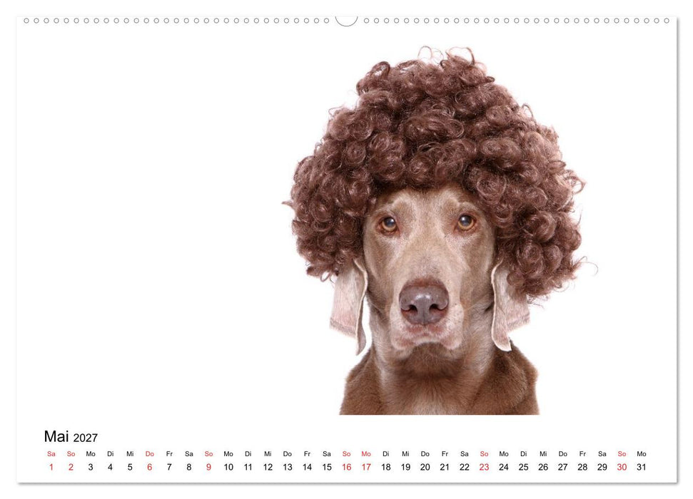 Funny Dogs (CALVENDO Wandkalender 2027)