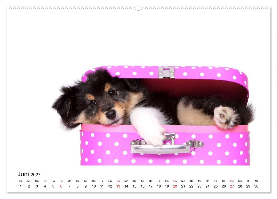 Funny Dogs (CALVENDO Wandkalender 2027)