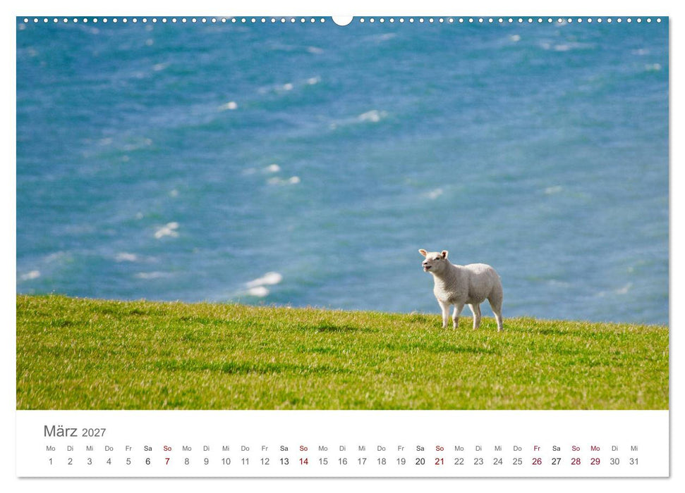 Schafe - Weich und wollig (CALVENDO Premium Wandkalender 2027)