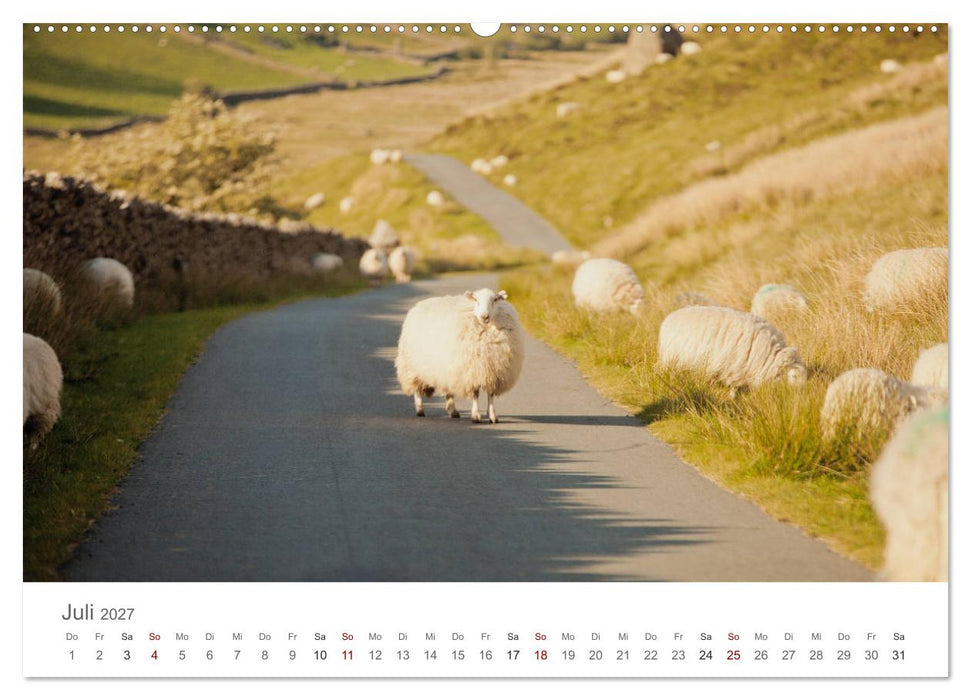 Schafe - Weich und wollig (CALVENDO Premium Wandkalender 2027)