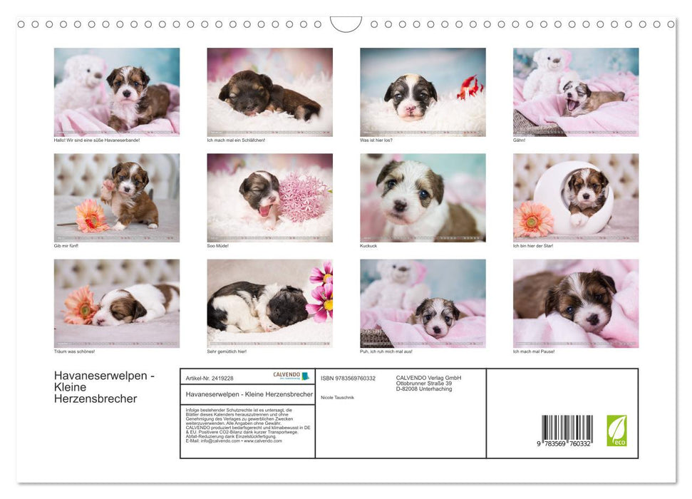 Havaneserwelpen - Kleine Herzensbrecher (CALVENDO Wandkalender 2027)