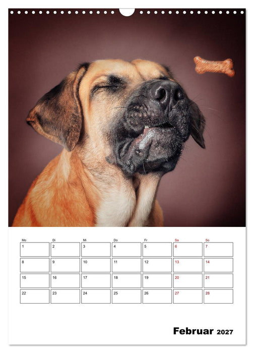 Fang das Leckerli (CALVENDO Wandkalender 2027)