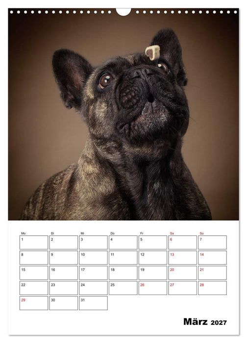 Fang das Leckerli (CALVENDO Wandkalender 2027)