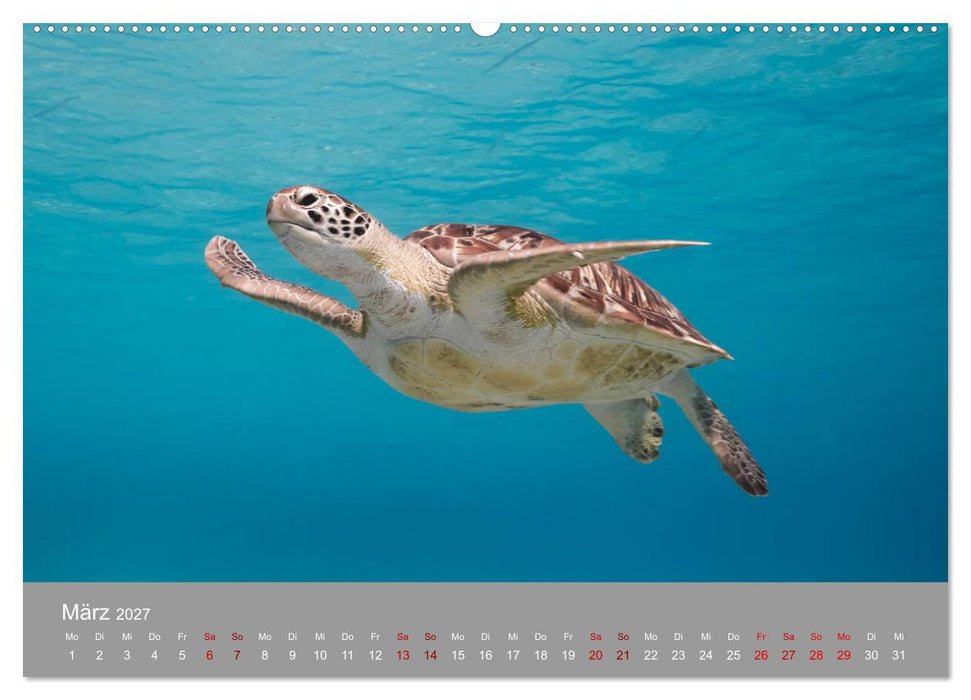Karibische Meeresschildkröten (CALVENDO Wandkalender 2027)
