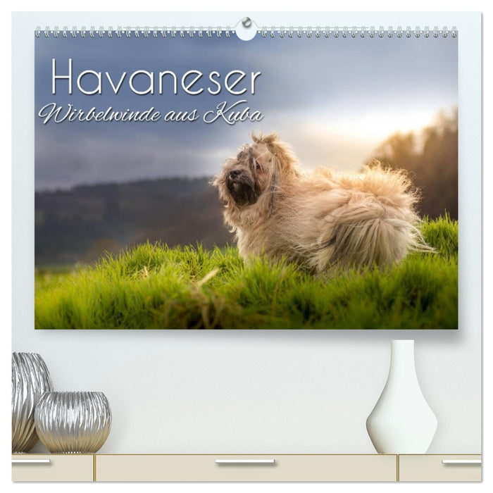 Havaneser - Wirbelwinde aus Kuba (CALVENDO Premium Wandkalender 2027)