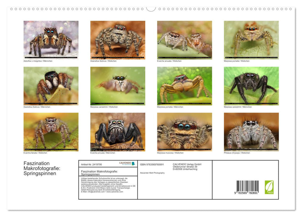 Faszination Makrofotografie: Springspinnen (CALVENDO Premium Wandkalender 2027)