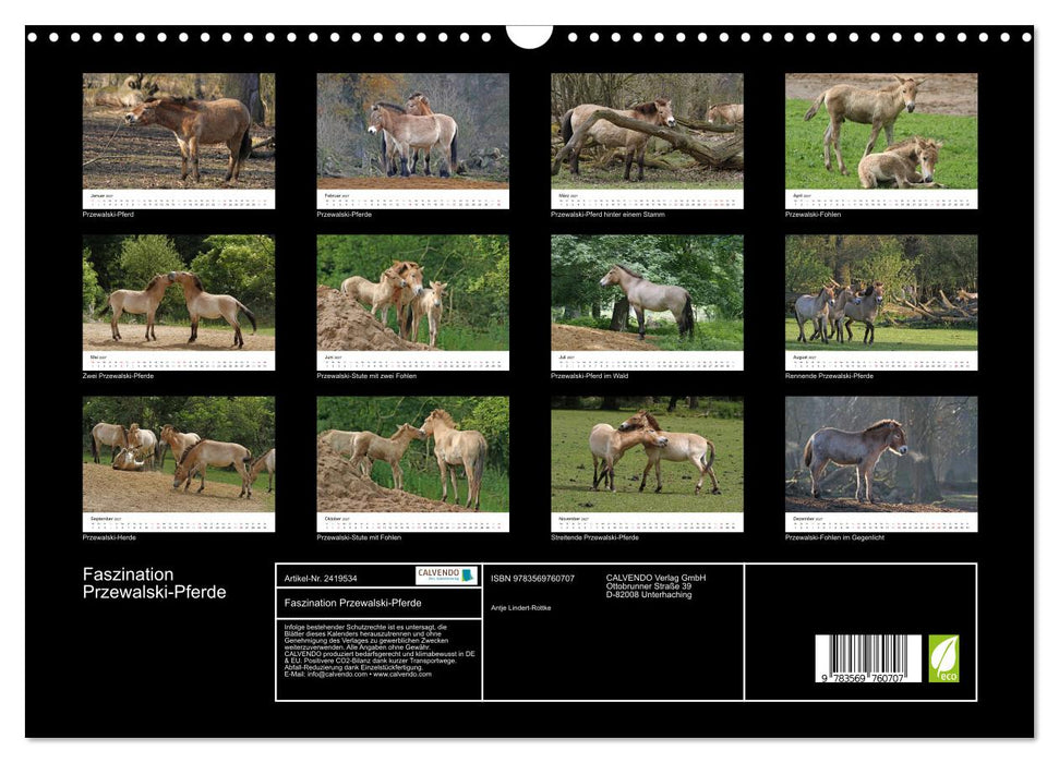 Faszination Przewalski-Pferde (CALVENDO Wandkalender 2027)