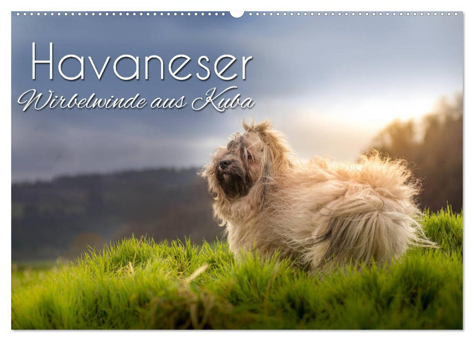 Havaneser - Wirbelwinde aus Kuba (CALVENDO Wandkalender 2027)
