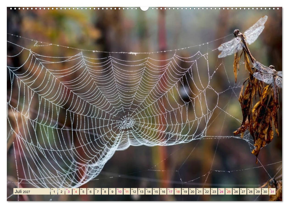 Spinnennetze - Wunder der Natur (CALVENDO Premium Wandkalender 2027)