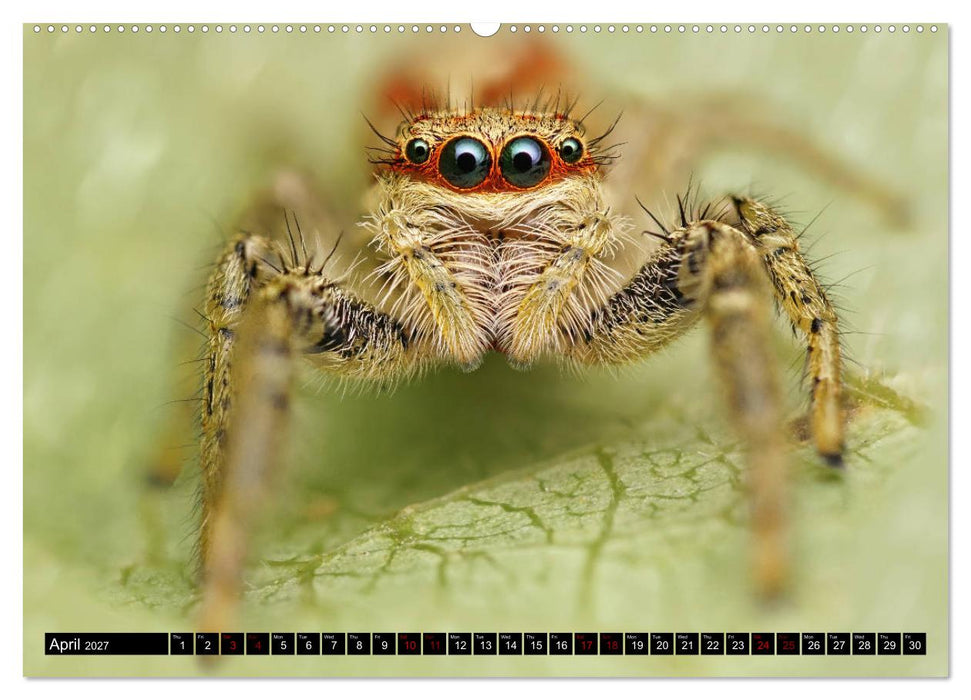 Jumping Spiders (CALVENDO Premium-Calendar 2027)
