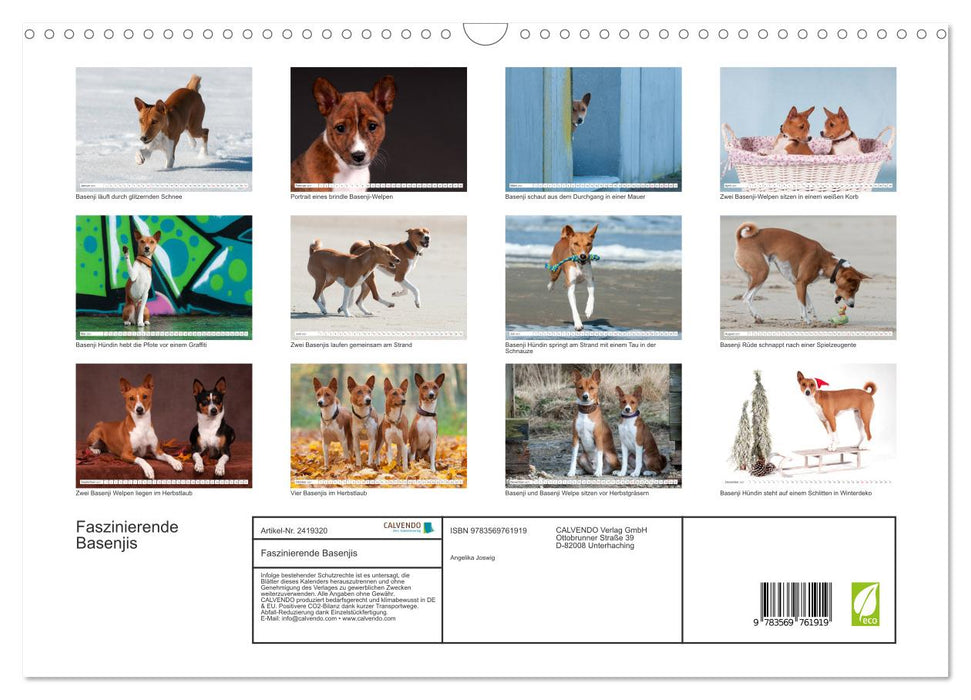 Faszinierende Basenjis (CALVENDO Wandkalender 2027)