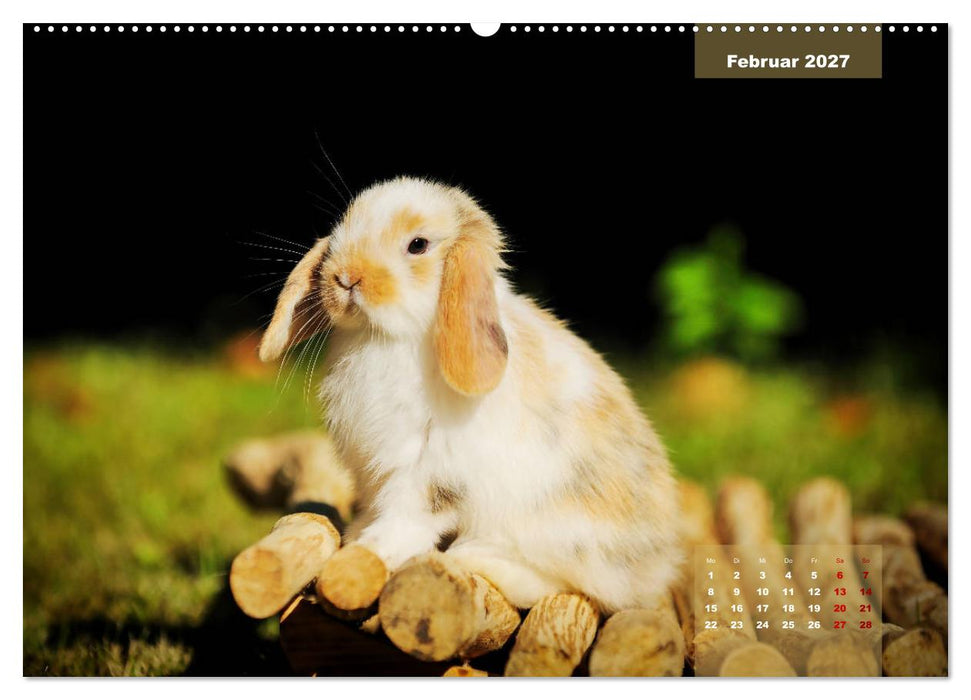 Kaninchen klein und putzig (CALVENDO Premium Wandkalender 2027)
