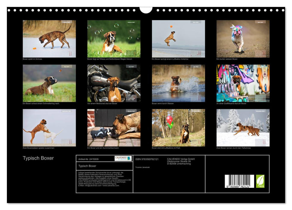 Typisch Boxer (CALVENDO Wandkalender 2027)