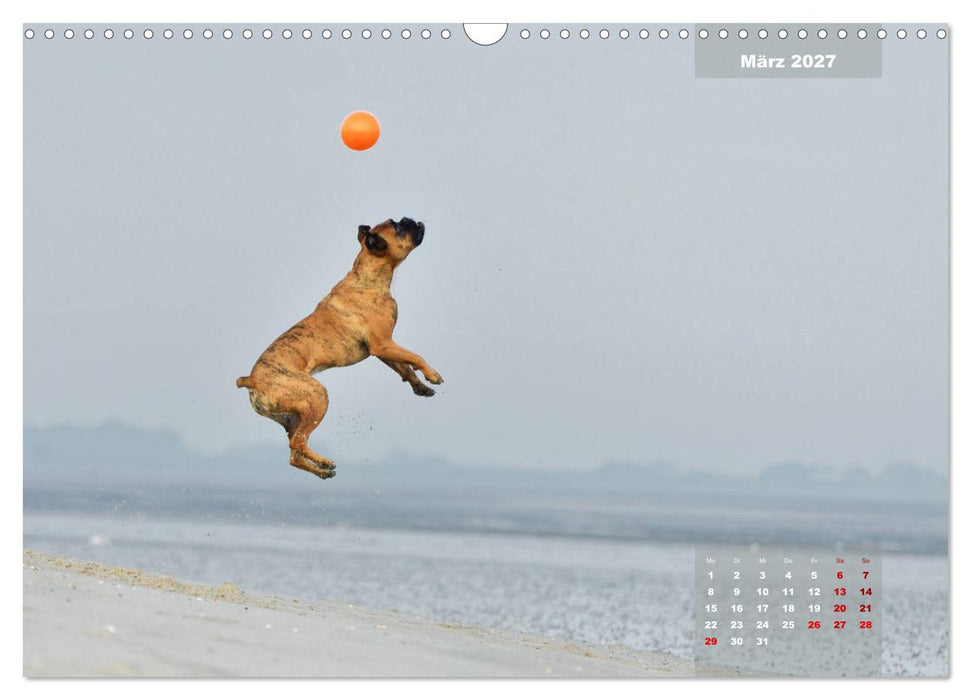 Typisch Boxer (CALVENDO Wandkalender 2027)
