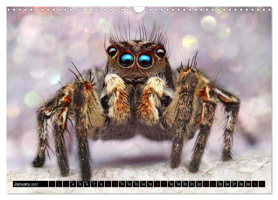 Jumping Spiders (CALVENDO Monthly Calendar 2027)