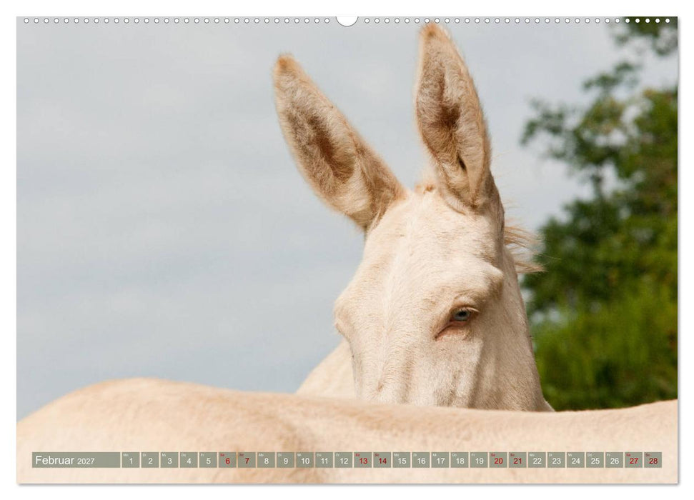 Weiße Esel - Märchenhafte Langohren (CALVENDO Wandkalender 2027)