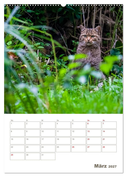 Europäische Wildkatzen - Jahresplaner (CALVENDO Wandkalender 2027)