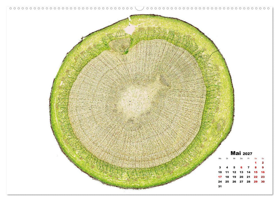 Pflanzen unter dem Mikroskop (CALVENDO Wandkalender 2027)