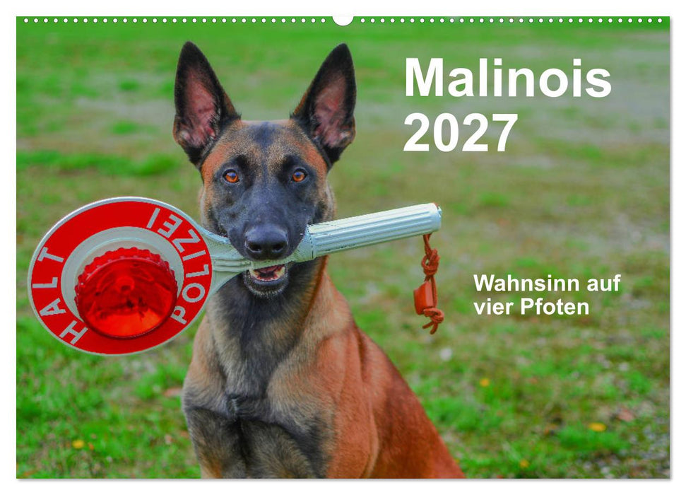 Malinois - Wahnsinn auf vier Pfoten (CALVENDO Wandkalender 2027)