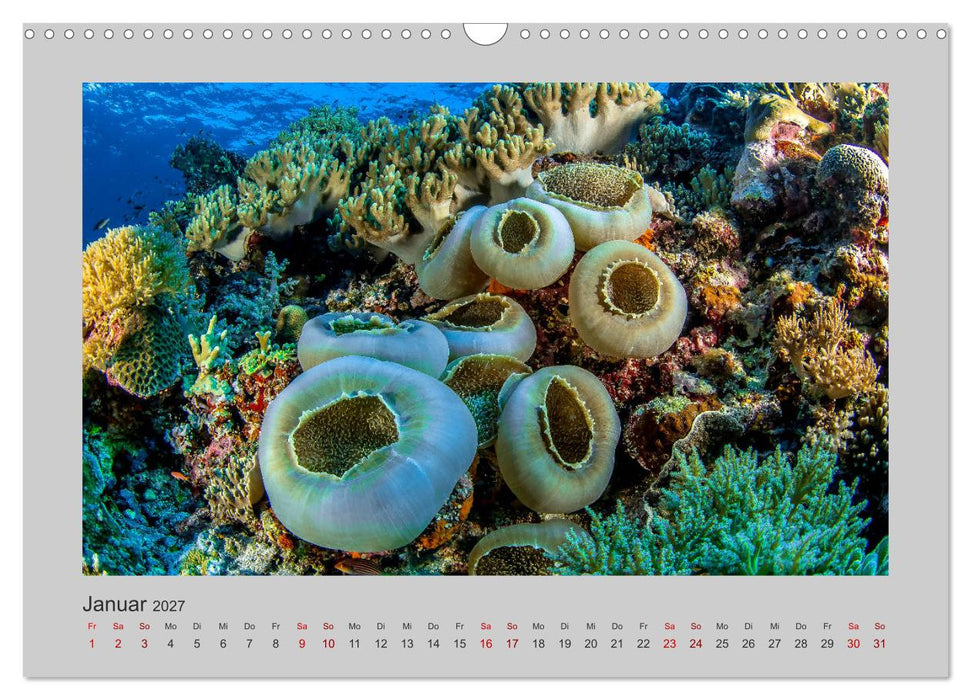 Korallen-Riffe Taucherträume (CALVENDO Wandkalender 2027)