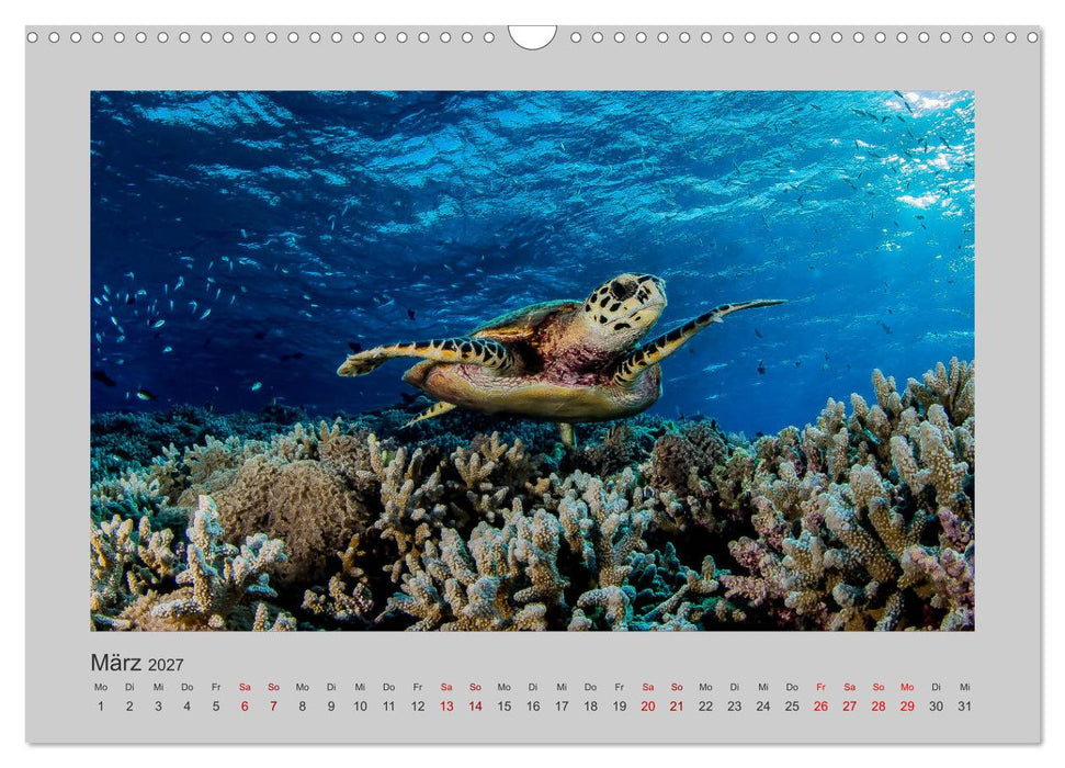 Korallen-Riffe Taucherträume (CALVENDO Wandkalender 2027)