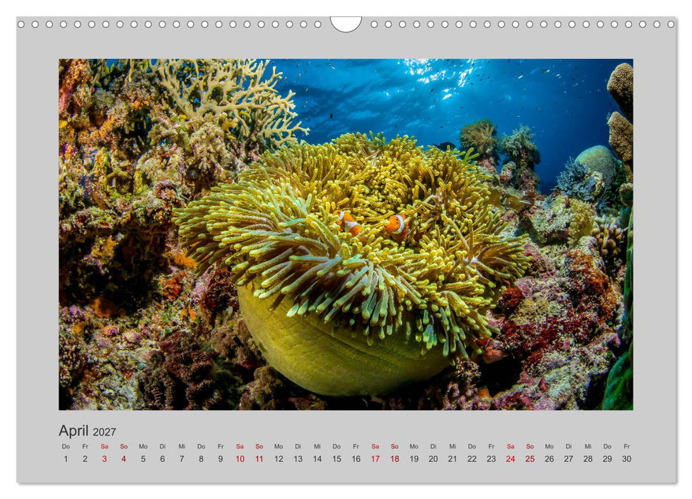 Korallen-Riffe Taucherträume (CALVENDO Wandkalender 2027)