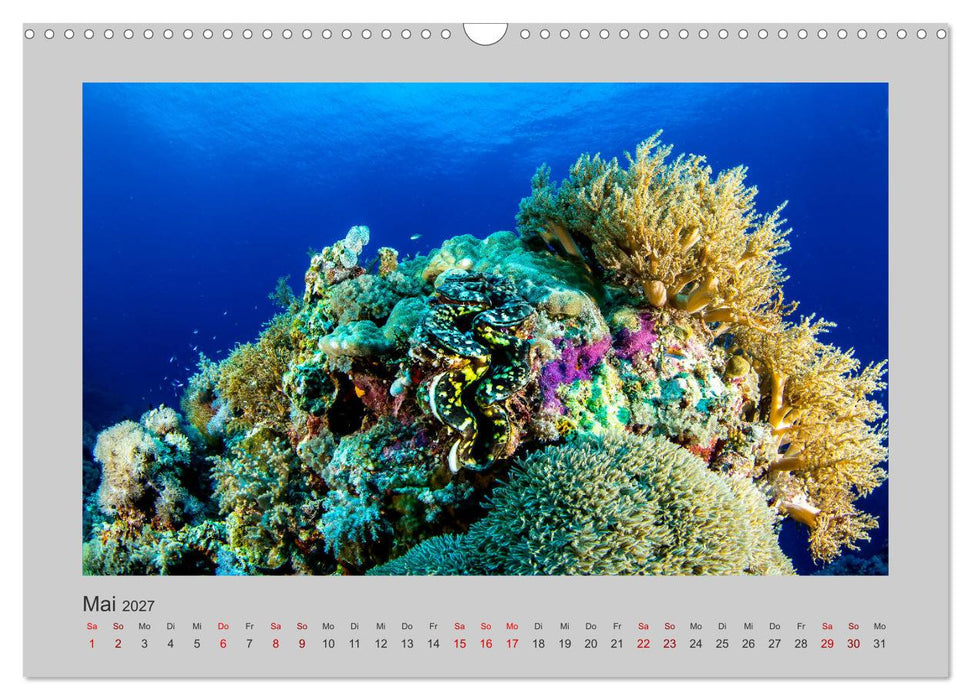 Korallen-Riffe Taucherträume (CALVENDO Wandkalender 2027)