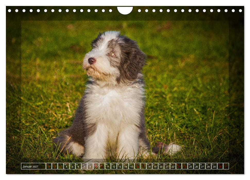 Bearded Collie, mein Freund (CALVENDO Wandkalender 2027)