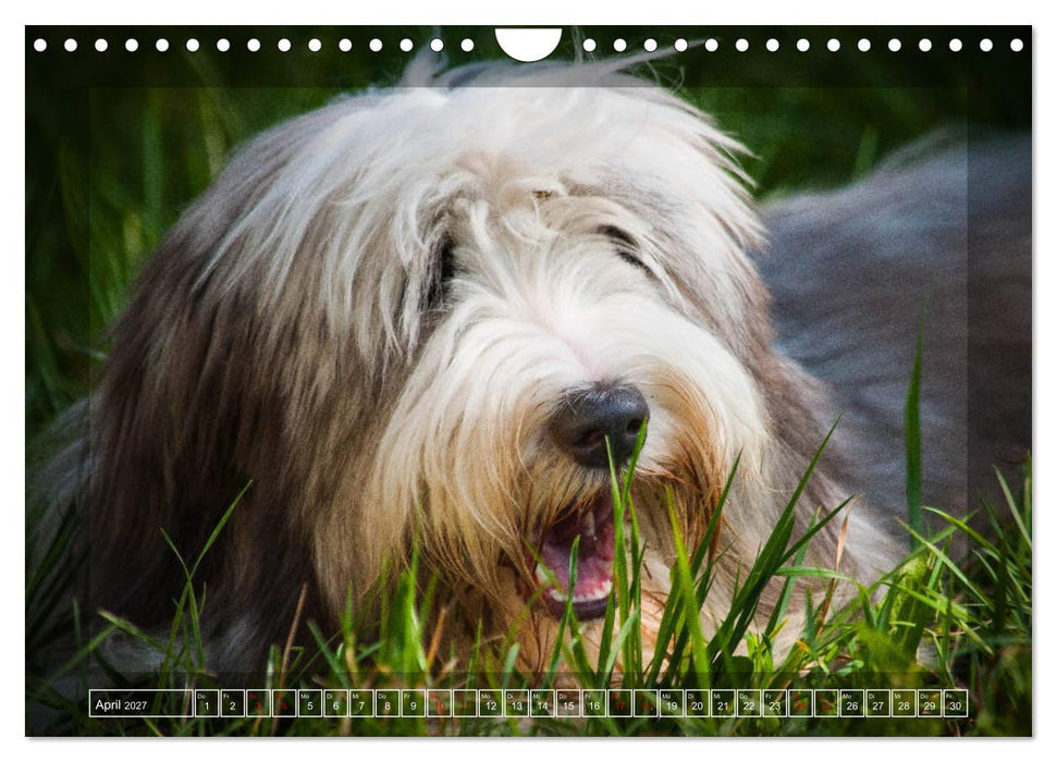 Bearded Collie, mein Freund (CALVENDO Wandkalender 2027)