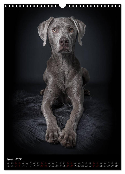 Hunde-Augen-Blicke (CALVENDO Wandkalender 2027)