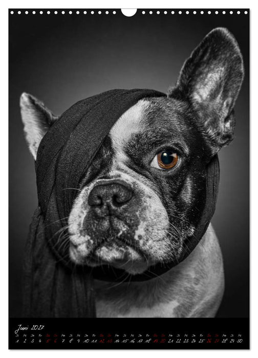 Hunde-Augen-Blicke (CALVENDO Wandkalender 2027)
