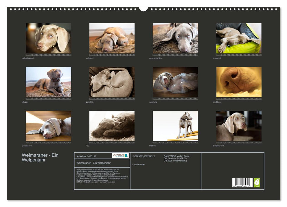 Weimaraner - Ein Welpenjahr (CALVENDO Wandkalender 2027)