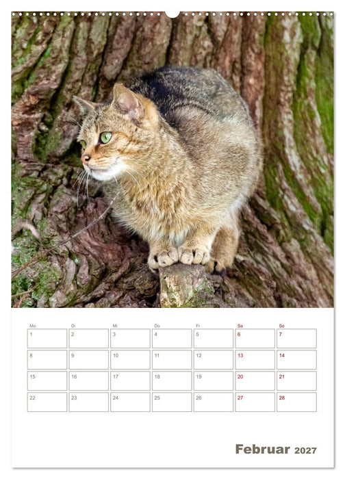 Europäische Wildkatzen - Jahresplaner (CALVENDO Premium Wandkalender 2027)