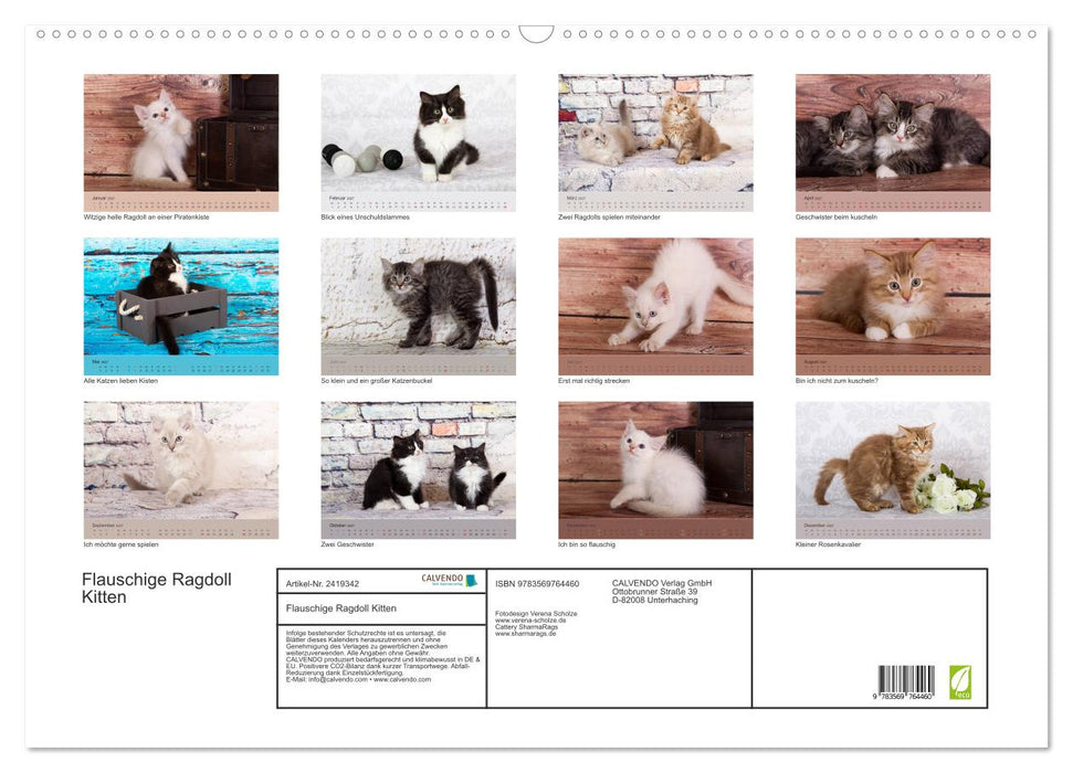 Flauschige Ragdoll Kitten (CALVENDO Wandkalender 2027)