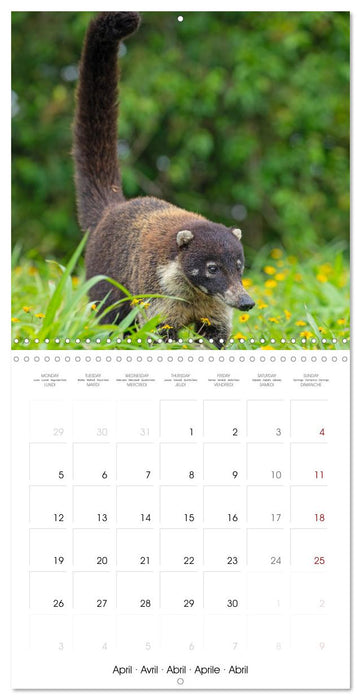 Costa Rica wild and peaceful (CALVENDO Monthly Calendar 2027)