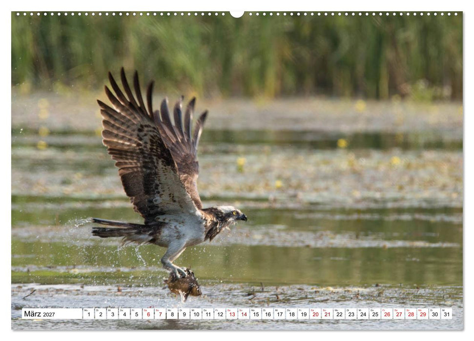 Schönheiten im Federkleid - Heimische Wildvögel im Portrait (CALVENDO Wandkalender 2027)