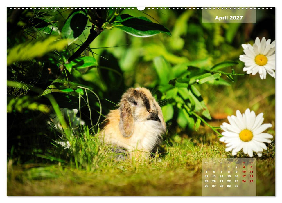 Kaninchen klein und putzig (CALVENDO Wandkalender 2027)