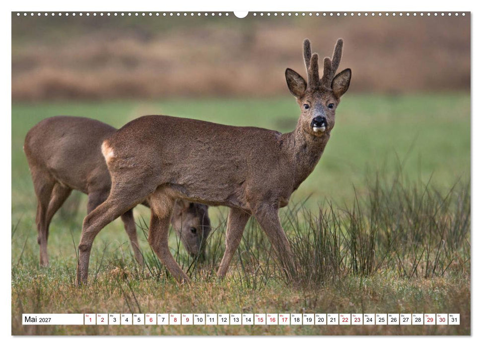 Anmut mit sanften Augen - Rehwild in der freien Natur (CALVENDO Premium Wandkalender 2027)