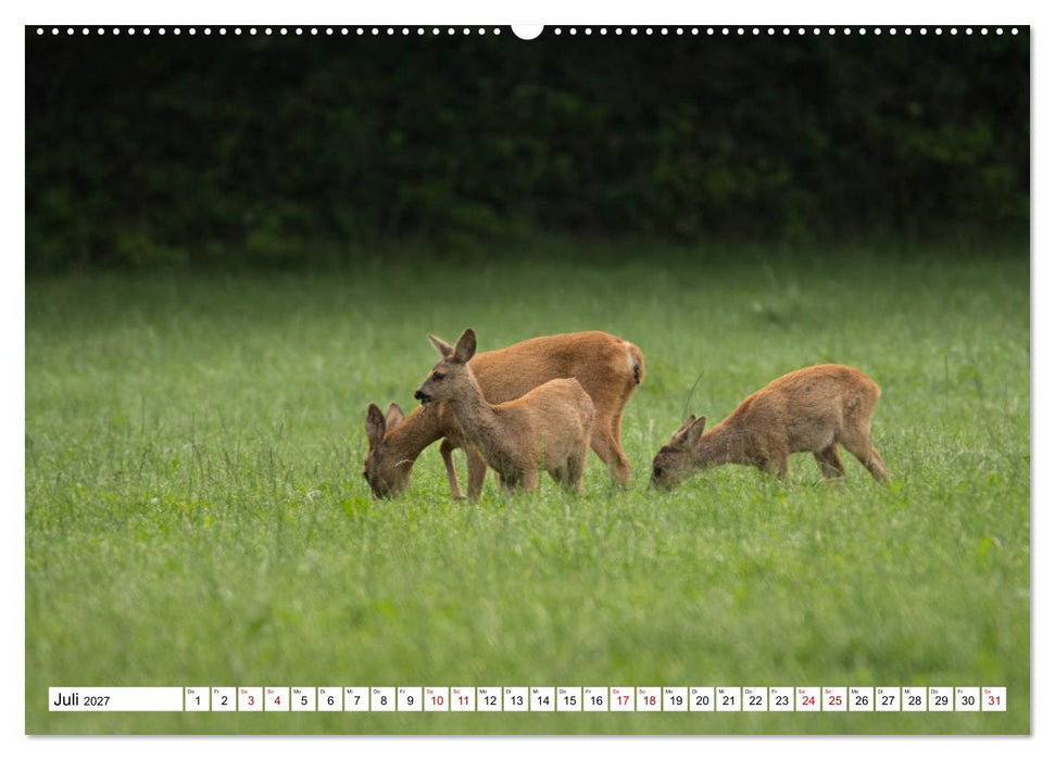 Anmut mit sanften Augen - Rehwild in der freien Natur (CALVENDO Premium Wandkalender 2027)