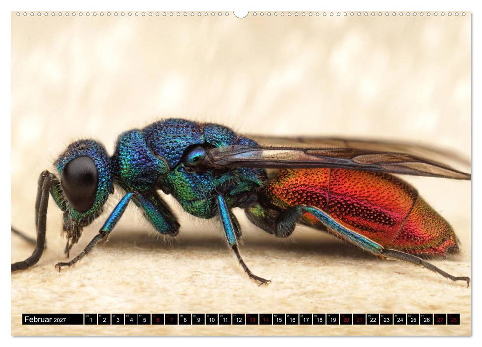 Faszination Makrofotografie: Wespen und Bienen (CALVENDO Premium Wandkalender 2027)