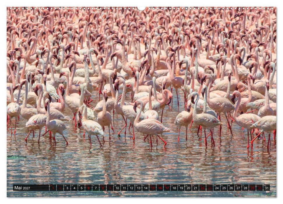 Auf Safari in Kenia 2027 (CALVENDO Premium Wandkalender 2027)