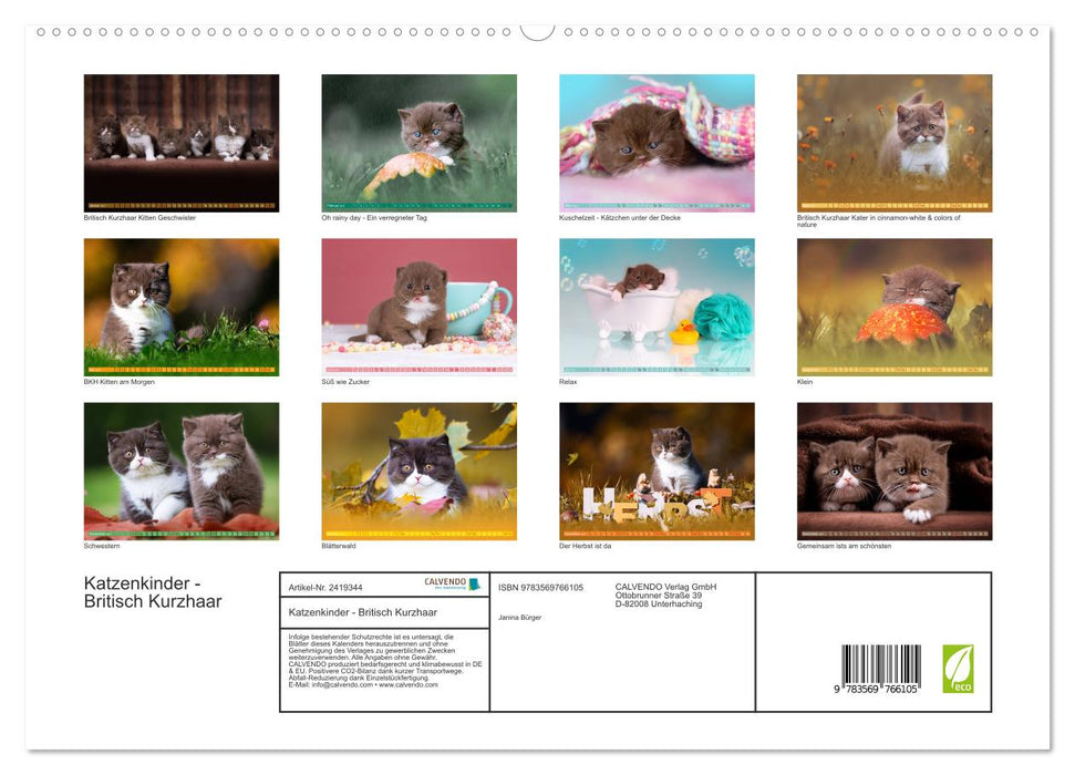 Katzenkinder - Britisch Kurzhaar (CALVENDO Premium Wandkalender 2027)