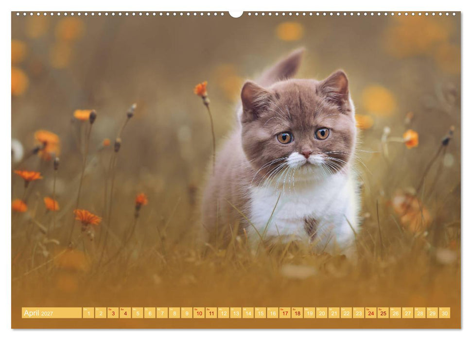 Katzenkinder - Britisch Kurzhaar (CALVENDO Premium Wandkalender 2027)