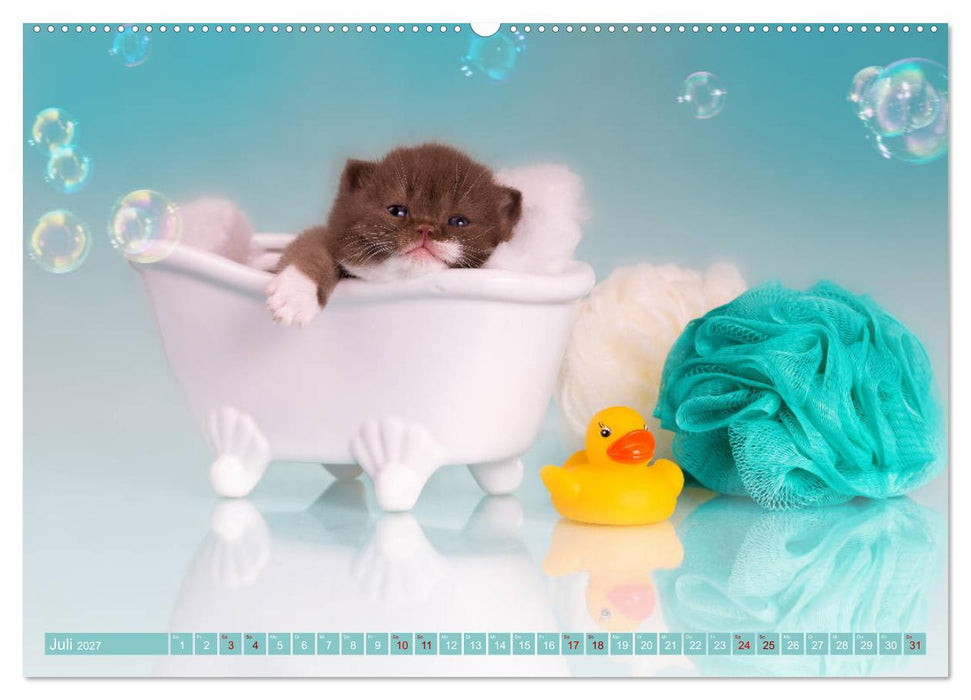 Katzenkinder - Britisch Kurzhaar (CALVENDO Premium Wandkalender 2027)