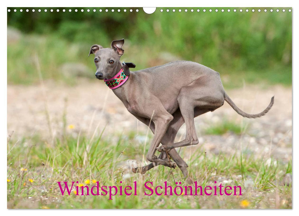 Windspiel Schönheiten (CALVENDO Wandkalender 2027)